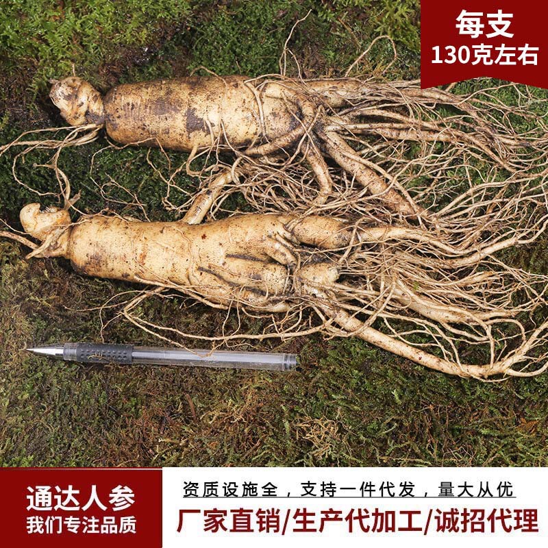 白頭山の新鮮な人参は今掘り出して新鮮な参の各種の規格を売って酒を入れてスープを煮てメーカーに参加して新鮮な参を卸売りします。|undefined