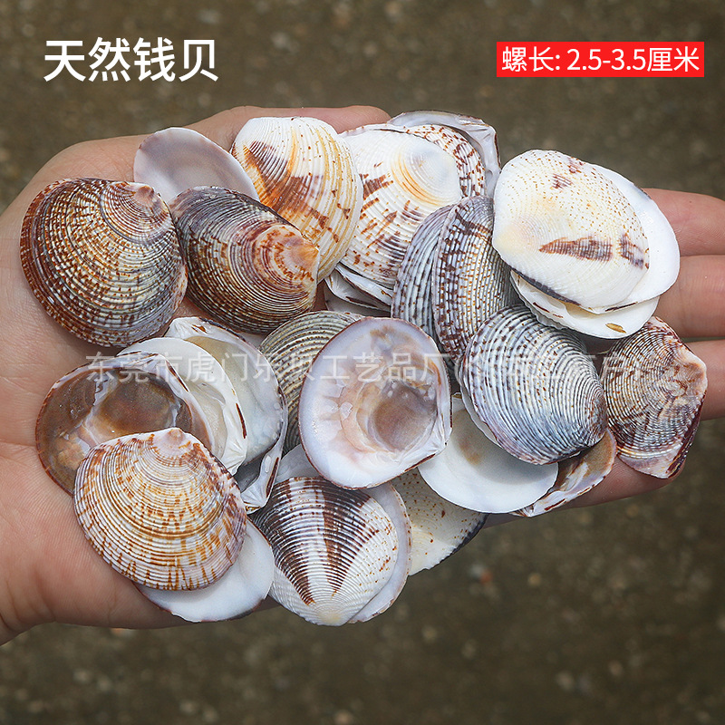 Concha Daquan natural con cera de pescado, materiales decorativos mediterráneos DIY al por mayor