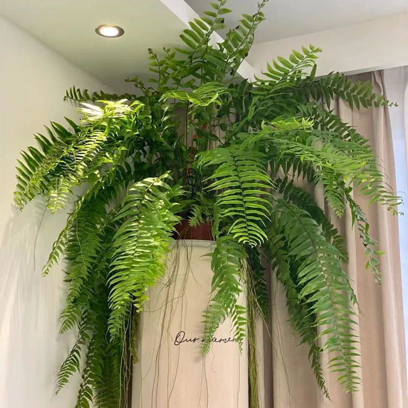 雨林叶蕨类绿植吊垂天花板肾蕨大盆长霸王室内盆栽客厅蕨波士顿