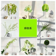 ����Gֲ Ī�λ��@ɭϵ��c���滨�J���Gɫ�Ƶ껨ˇ�羳Ӱ�ǔzӰ