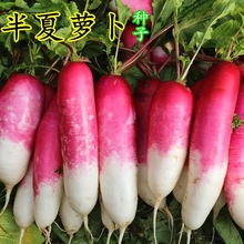 水果萝卜半夏萝卜种子非转基因菜园大田春夏秋四季种植果蔬籽包邮