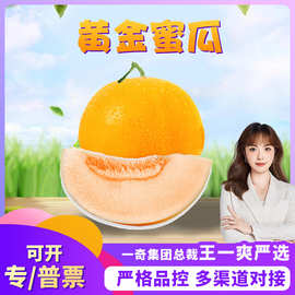 【严选】山东黄金蜜瓜 代发3/9新鲜冰激凌甜瓜应季黄河蜜甜瓜当季