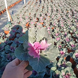 灌木;水生植物;一二年生花卉