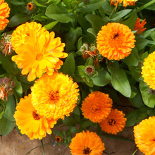 金盏菊种子长青花种子长生菊花籽四季播种开花庭院大金盏花种籽子