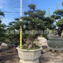 榆树盆景 基地批发 各种 榆树桩 造型盆景 品质优越 种类繁多