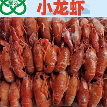熟冻清水原味小龙虾 20斤/件 4-6-线/只供应餐厅 大排档 商用食材