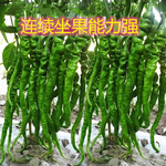 香辣螺丝辣椒种子蔬菜种子薄皮青椒青螺丝椒特辣青蔬菜种子大全