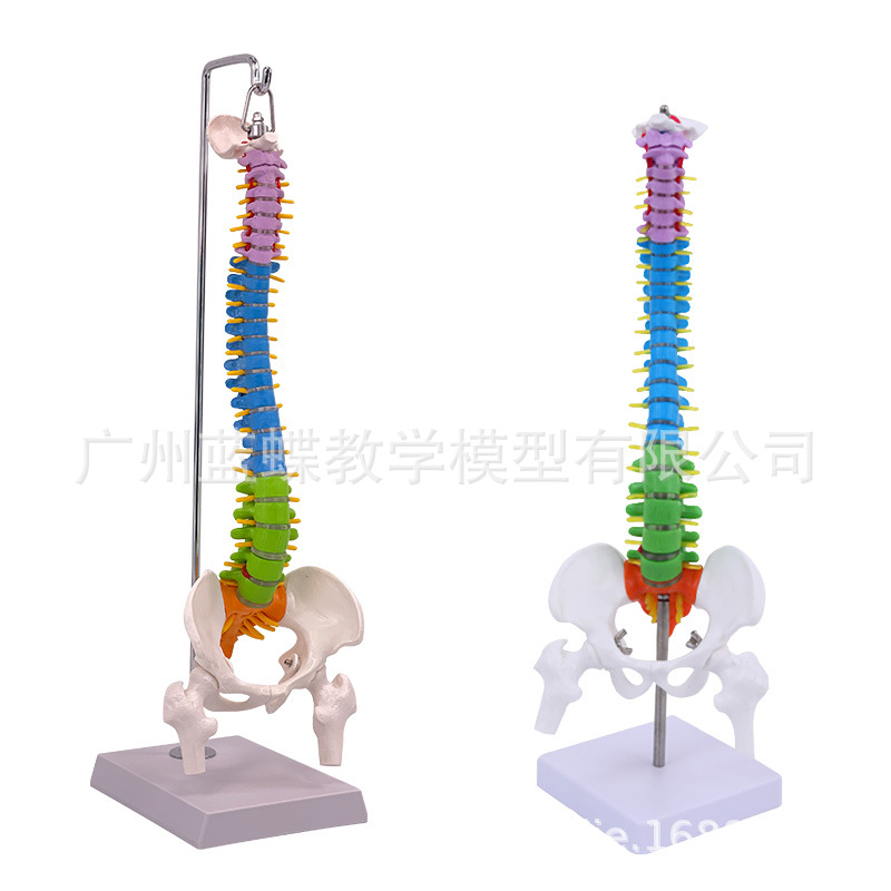 45CM��ɫ���弹׵ģ�ʹ�����ɹ�β�Ǽ���������׵��׵����ģ��