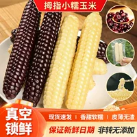 香甜软糯白糯玉米当季新鲜即食