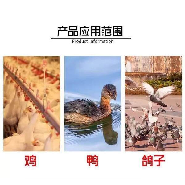 Poultry automatic water drinker new style chicken feeding automatic…