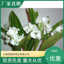 ��ľ���������l������ ����ˮ��ֲ�� �а��Nֲ�B�o ��ˮֲ��