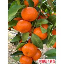 �o��ɳ�ǽ��Ә���ɰ���َ����Ϸ������Nֲ���Ե������Ә�������