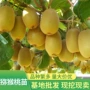 嫁接基地猕猴桃果树苗