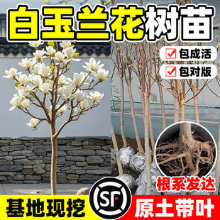 �����m�����玧�����V���m������ͥԺ�e�����T���r���Tǰ���L����