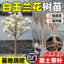 农村庭院室外别墅风景树