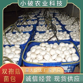 菌菇种苗;羊肚菌;其他蔬菜