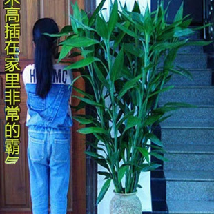 ��5���ش��񡿸��F��ˮ�Bˮ���^�����҃ȃ����՚���;Gֲ����