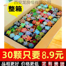 多肉植物组合盆栽稀有套装整箱新款肉肉植物一微景观贵货新手品种