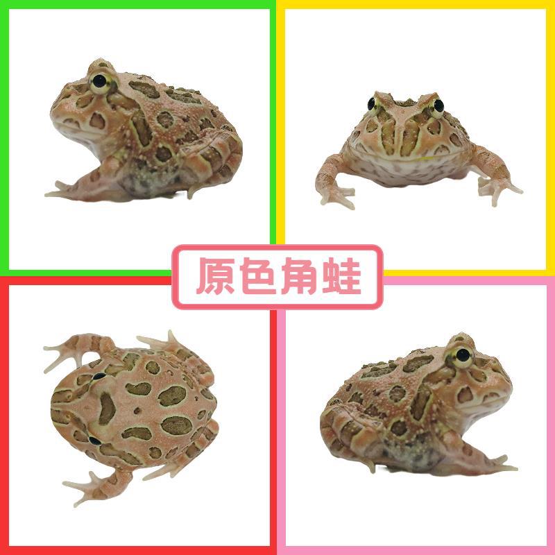 원색 뿔개구리 1개 - 약 3cm (선물 없음)