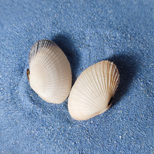 隔贻壳精选天然扇形海螺手工diy家居装饰海洋海星科研标本 白贻贝