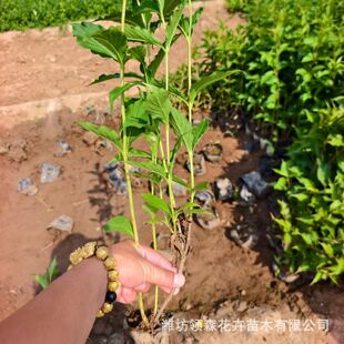 �t�����\�� ���⻨�䎧�ͺ��͟�G����ľͥԺ�t�����\���I�B����