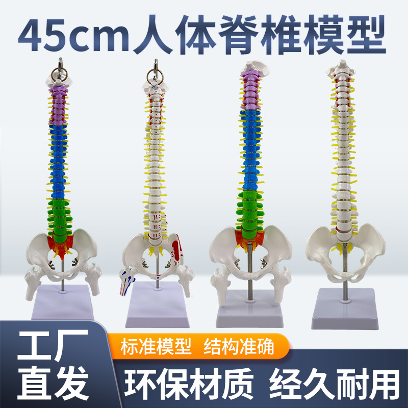 45CM���弹�������輰�ɹ�ģ�� ���񾭹Ǽܼ�����׵ģ�� ҽѧ��ѧ