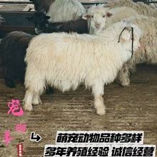 �������Bֳ���س������٪����r�� ��������w٪��������Xһֻ