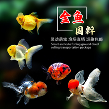 2P80包活金鱼活鱼观赏鱼小型淡水好养冷水鱼鱼苗新手小金鱼兰寿锦