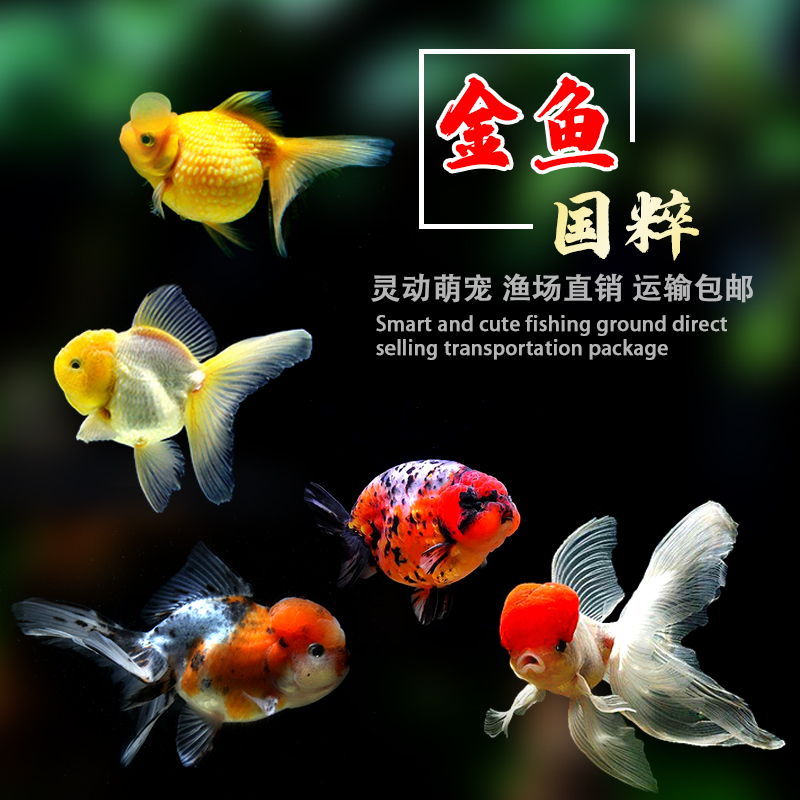 2P80包活金鱼活鱼观赏鱼小型淡水好养冷水鱼鱼苗新手小金鱼兰寿锦