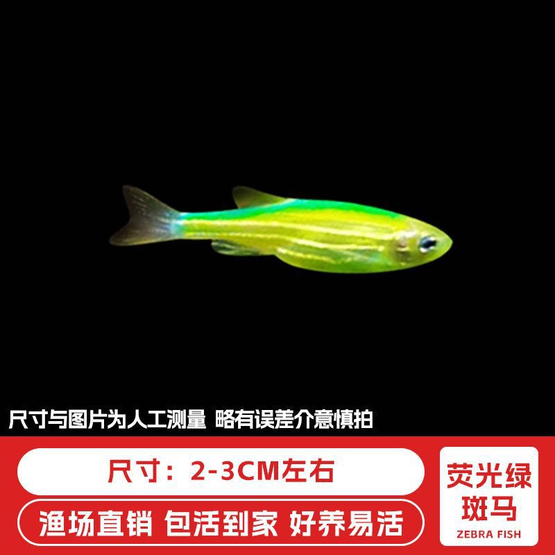 ゼブラフィッシュ観賞魚、活淡水ペット魚、蝶の羽、長尾冷水魚、淡水熱帯魚、飼いやすい、生きやすい|undefined