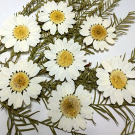 植物工艺品;工艺原料;干花