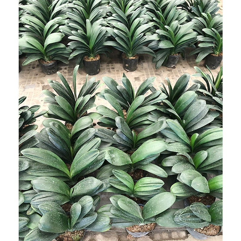 Clivia горшечные цветы зеленые растения большие цветы Clivia большие листья Lycoris Radiata Saber листья Lycoris Da Mulan