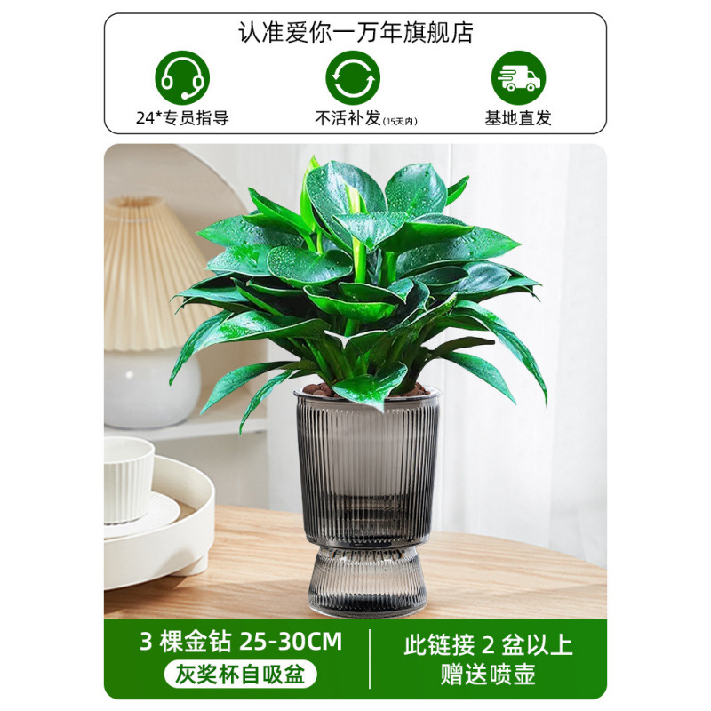 [핫한 신제품] 25-30CM 골드 다이아몬드 3개 + 그레이 트로피 + 영양액 (2개 구매시 물병 무료)