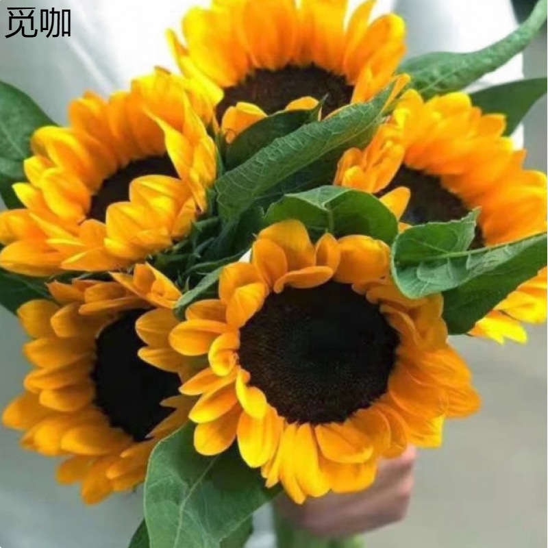 Sunflower Flowers Directly from Yunnan Base, Multi-Headed Roses, Small Daisies, Carnations, Lisianthus Real Flowers for Gifting