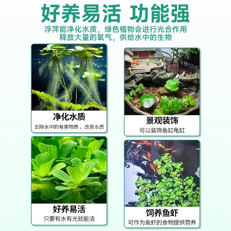 净水浮萍水草大全古法鱼缸造景水培一叶莲水芙蓉槐叶萍草场直发