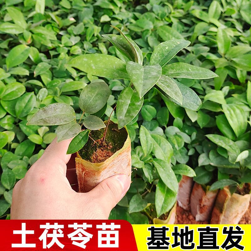 土茯苓种苗中药材苗红土苓刺猪苓过山龙山归来久老薯禹余粮白余粮