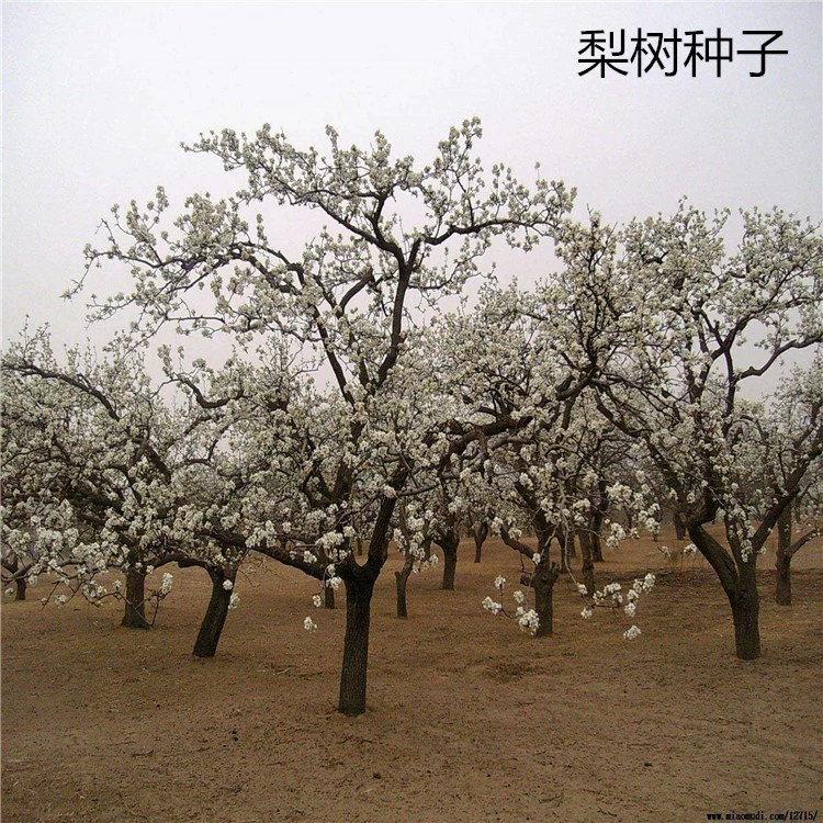 Массовые Семена Плодовых Дерев Семена Плодов Персиковое дерево Мед Персик Север и Юг Зимний Персик Четыре Сезона Посадка Семена в Горшке