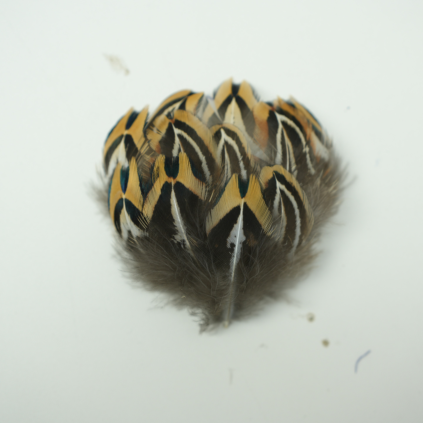 Fábrica al por mayor de bricolaje plumas pequeñas plumas naturales plumas de pollo salvaje plumas de pato jardín de infantes joyas hechas a mano gato divertido material de captura de sueños