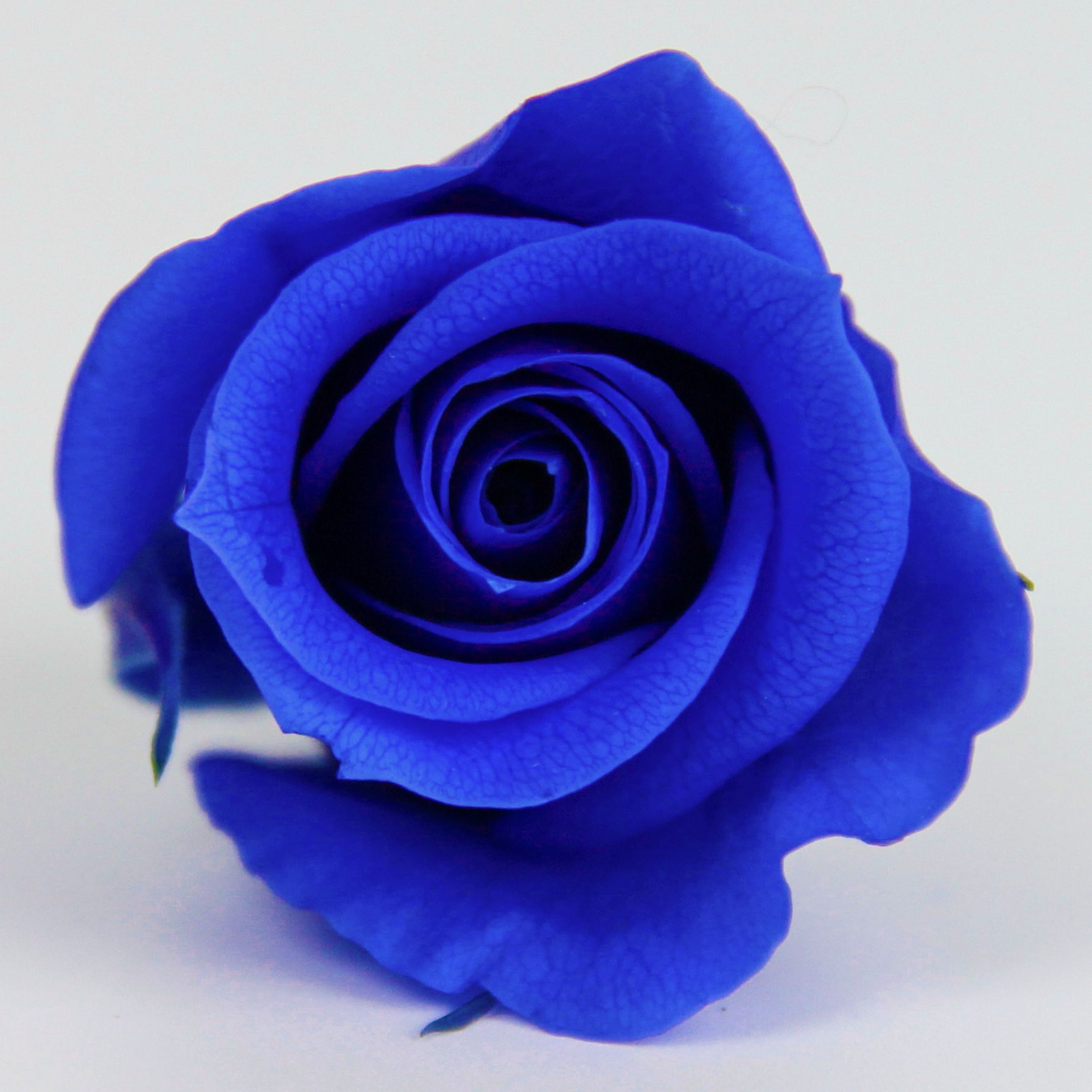 Cabeza de Rosa Preservada B+, 4-5 cm, Regalo para el Día de San Valentín Chino, Ramo de Flores Preservadas al por Mayor, Flores Secas para DIY, 520