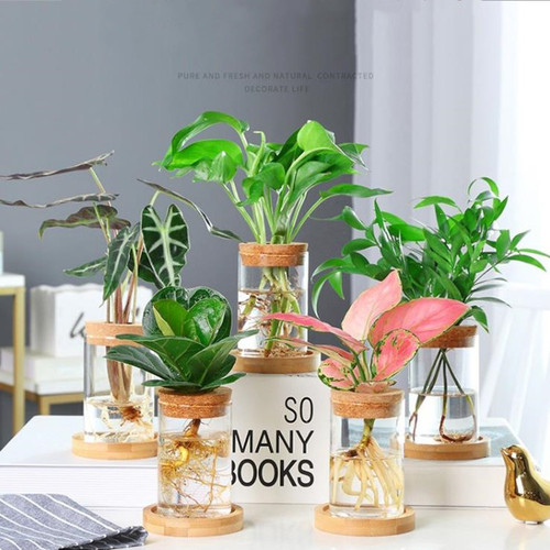 Transparent glass algae micro-landscape wishing bottle cork with multiple styles, glass-sealed hydroponic plant vase