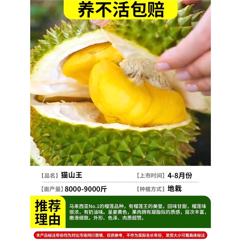 [잎이 있는 미세상품] (8년근 모종두께 2-3cm ) 말레이시아-마오산왕두리안/양성보상 +81cm(포함)-110cm(포함)