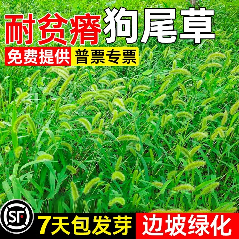 Семена травы собачьего хвоста, семена дикой травы, семена сорняков, семена травы собачьего хвоста, семена декоративной травы, устойчивой к засухе, семена пастбищ для защиты склонов