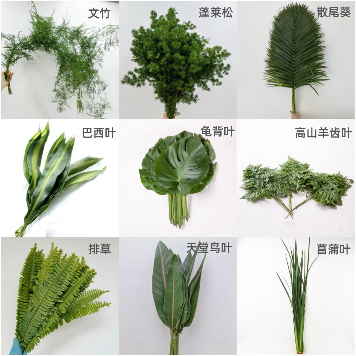 云南各类鲜花配叶批发婚庆活动布置新鲜叶材龟背羊齿巴西叶星点木