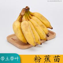 香蕉树苗粉蕉苗红香蕉苗果树苗香蕉苗粉蕉苗矮化蕉苗2棵皇帝蕉苗
