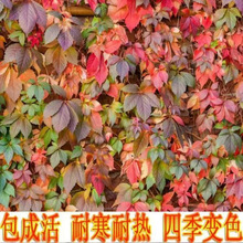 爬山虎苗大苗耐寒植物四季五叶盆栽庭院常绿不落叶遮阳藤蔓爬藤