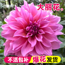 大丽花盆栽带花苞种球根花苗四季开花卉绿植室内阳台庭院植物好养