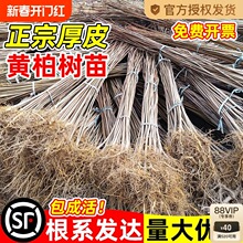 Sؘ紨SSޘ焃Ƥu־GϱNֲ؛