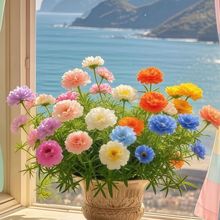 ����ذ�̫ꖻ������Ի�ɫ�����ļ��_���҃��̨ͥԺ��Ʒ������}