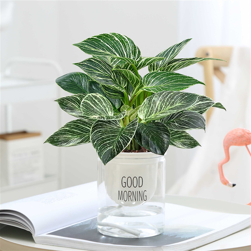 플래티넘 골드 드릴 30cm 높은 분지 3 좋은 아침 분지 + 양분 용액