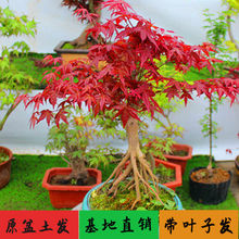 矮桩红枫盆景日本红舞姬三季红中国红黄金枫红舞姬红枫橙之梦盆栽